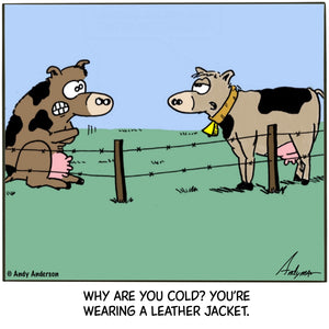 Cartoon about cows being cold even though they're wearing leather